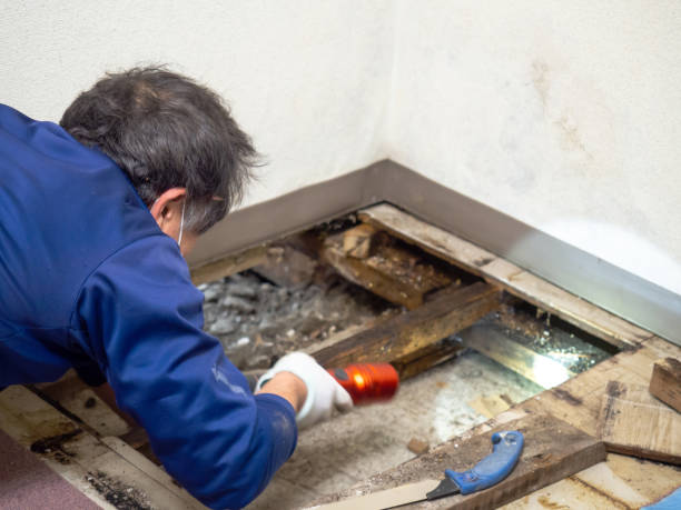 Best Mold Testing  in Coleman, TX