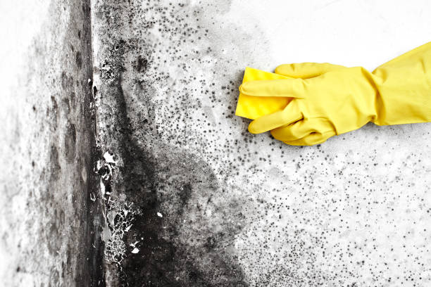 Best Emergency Mold Removal  in Coleman, TX