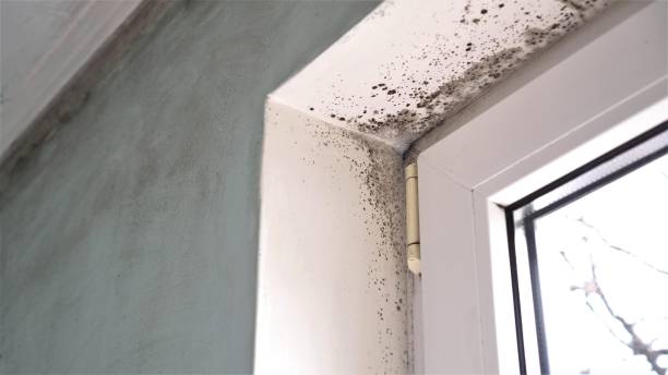 Best Mold Damage Repair  in Coleman, TX