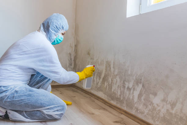 Best Commercial Mold Removal  in Coleman, TX