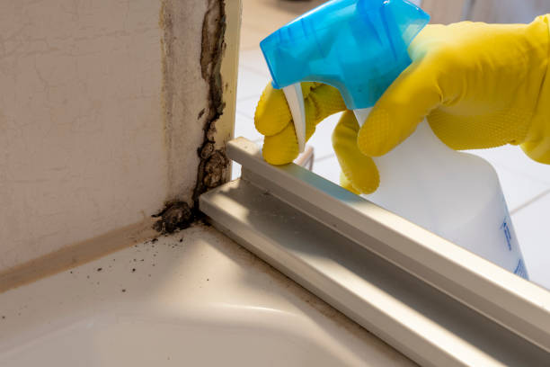 Best Mold Testing  in Coleman, TX