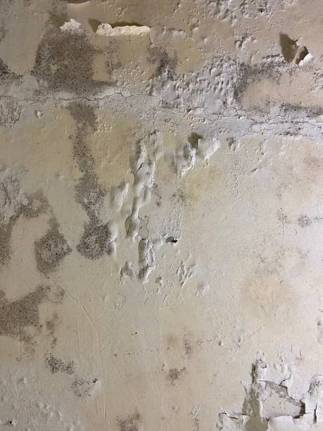 Best Mold Remediation  in Coleman, TX
