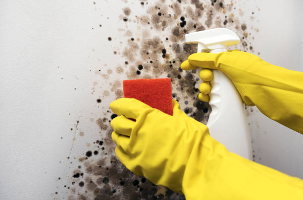 Best Toxic Mold Removal  in Coleman, TX