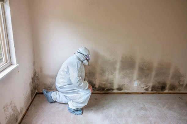 Best Toxic Mold Removal  in Coleman, TX