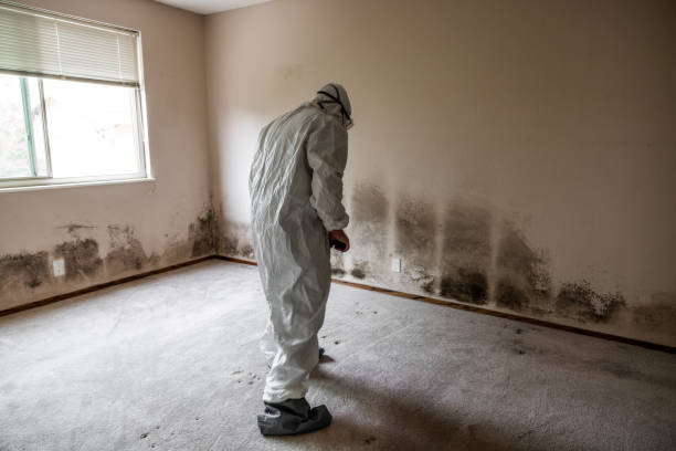 Professional Mold Removal in Coleman, TX