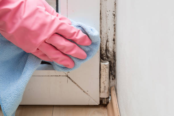 Best Same-Day Mold Removal  in Coleman, TX