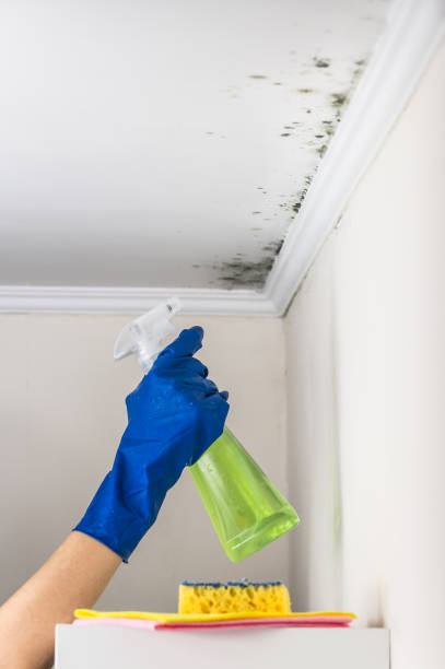 Best Same-Day Mold Removal  in Coleman, TX